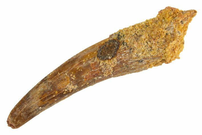 Fossil Pterosaur (Siroccopteryx) Tooth - Morocco #329034